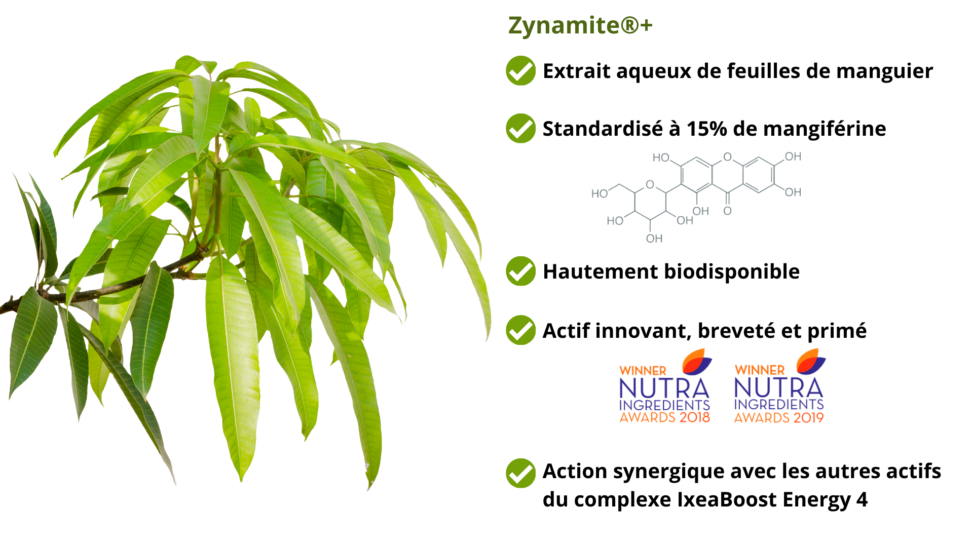 Zynamite®+, un extrait_aqueux de feuilles de manguier